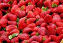 Jordbær – en smagfuld rejse gennem sortimentet